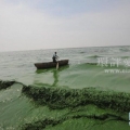 安徽巢湖出现蓝藻集聚 湖水被染成绿色